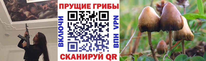 Псилоцибиновые грибы Psilocybine cubensis Богородск